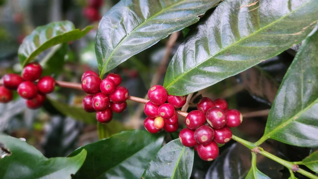 Abu Coffee. Geisha. Cafe De Panama - Image 4
