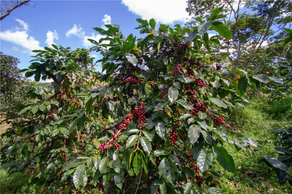 Agua Sarca. Cafe De Nicaragua - Image 2