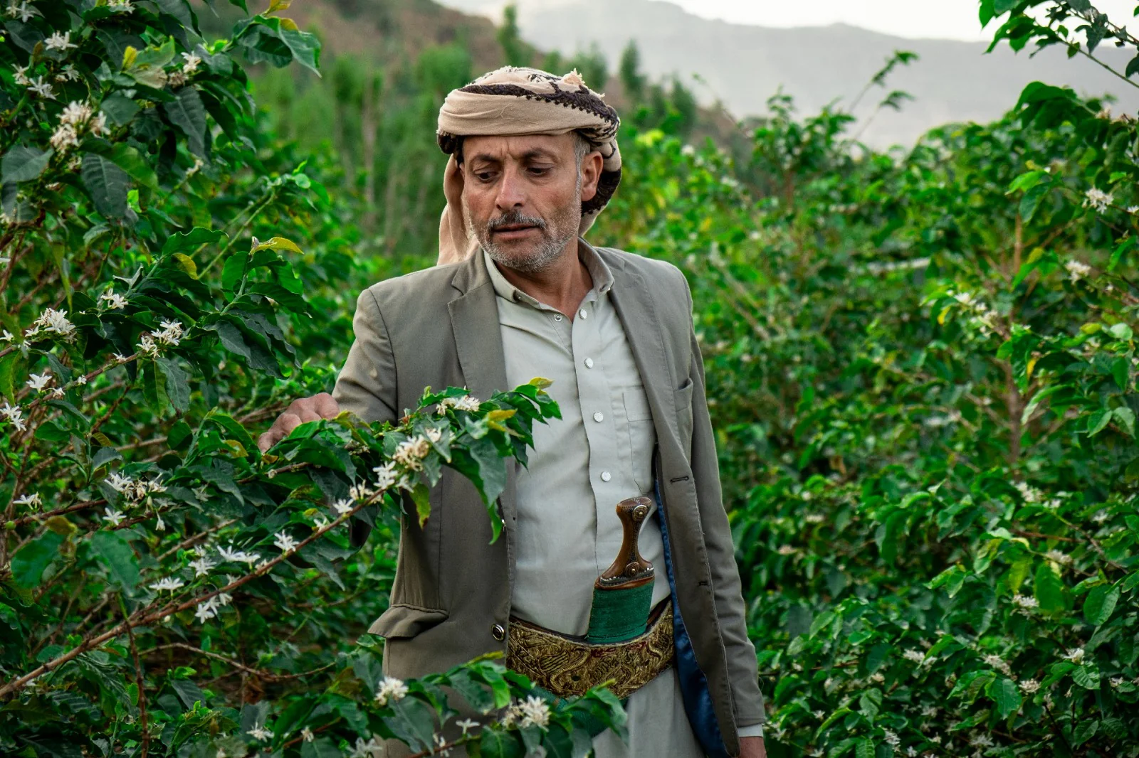 AL Subaih Special Reserve. Yemenia. Cafe de Yemen - Image 3