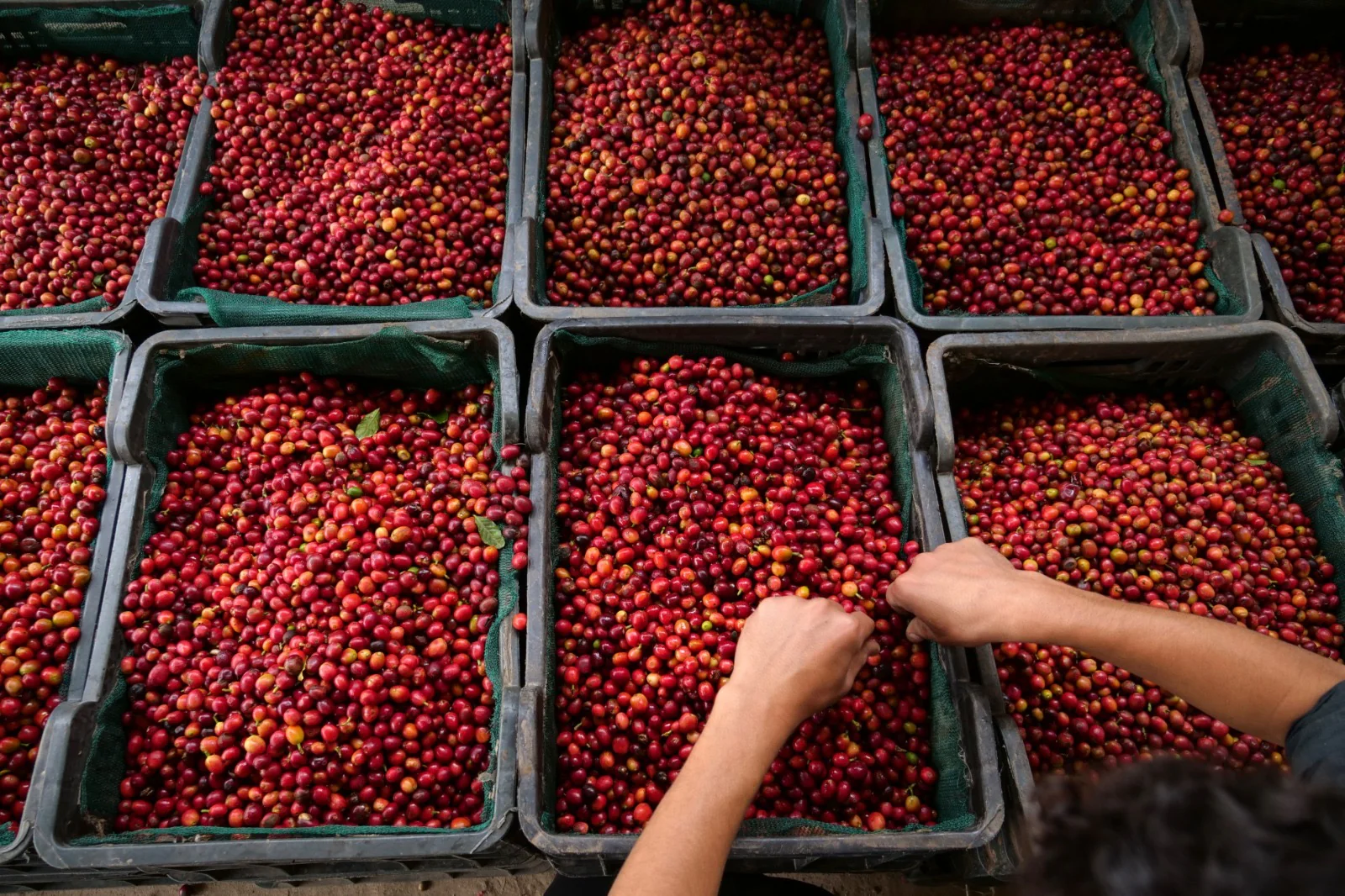 AL Subaih Special Reserve. Yemenia. Cafe de Yemen - Image 4
