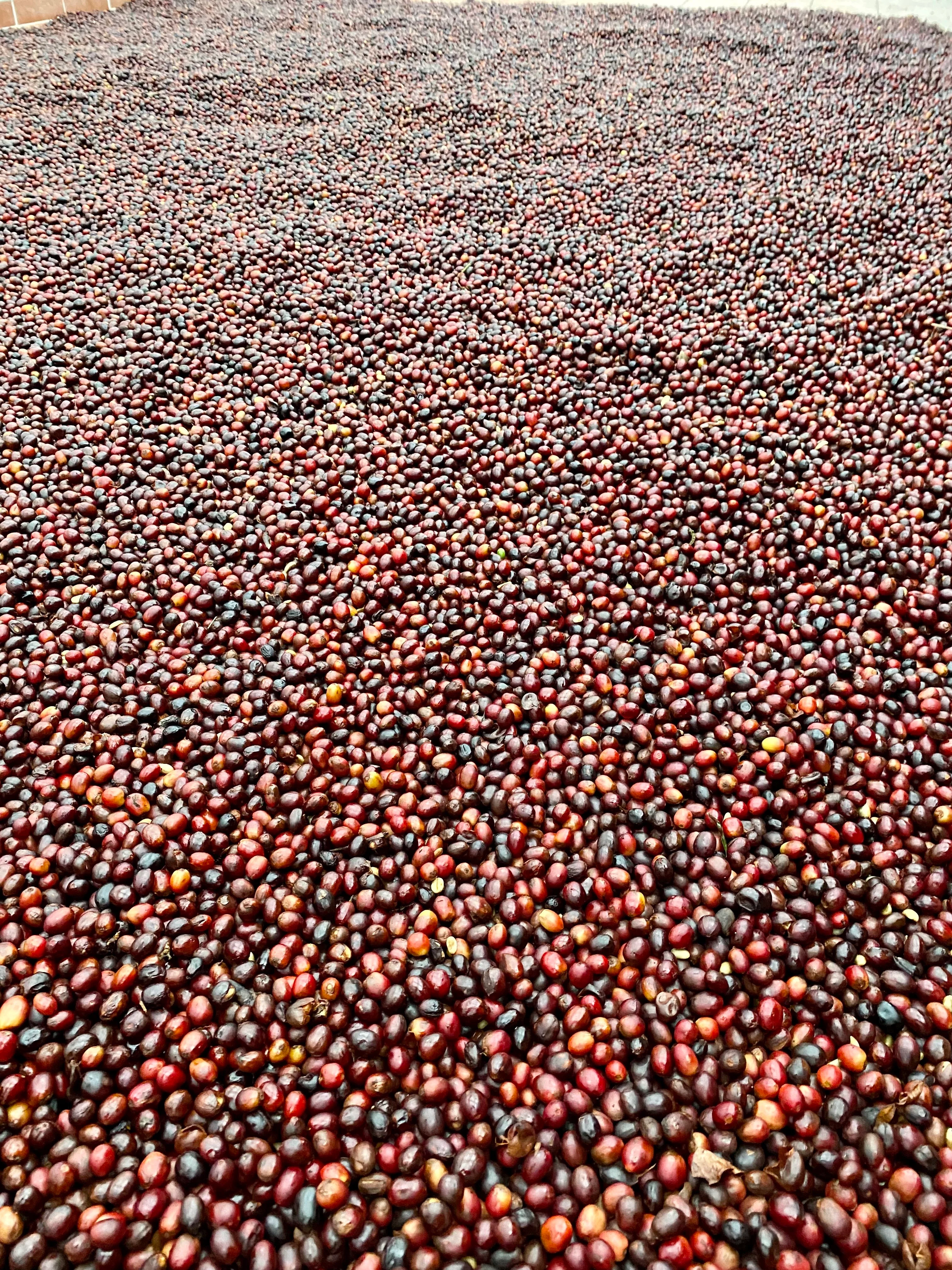 Aquiares. Café De Costa Rica - Image 2