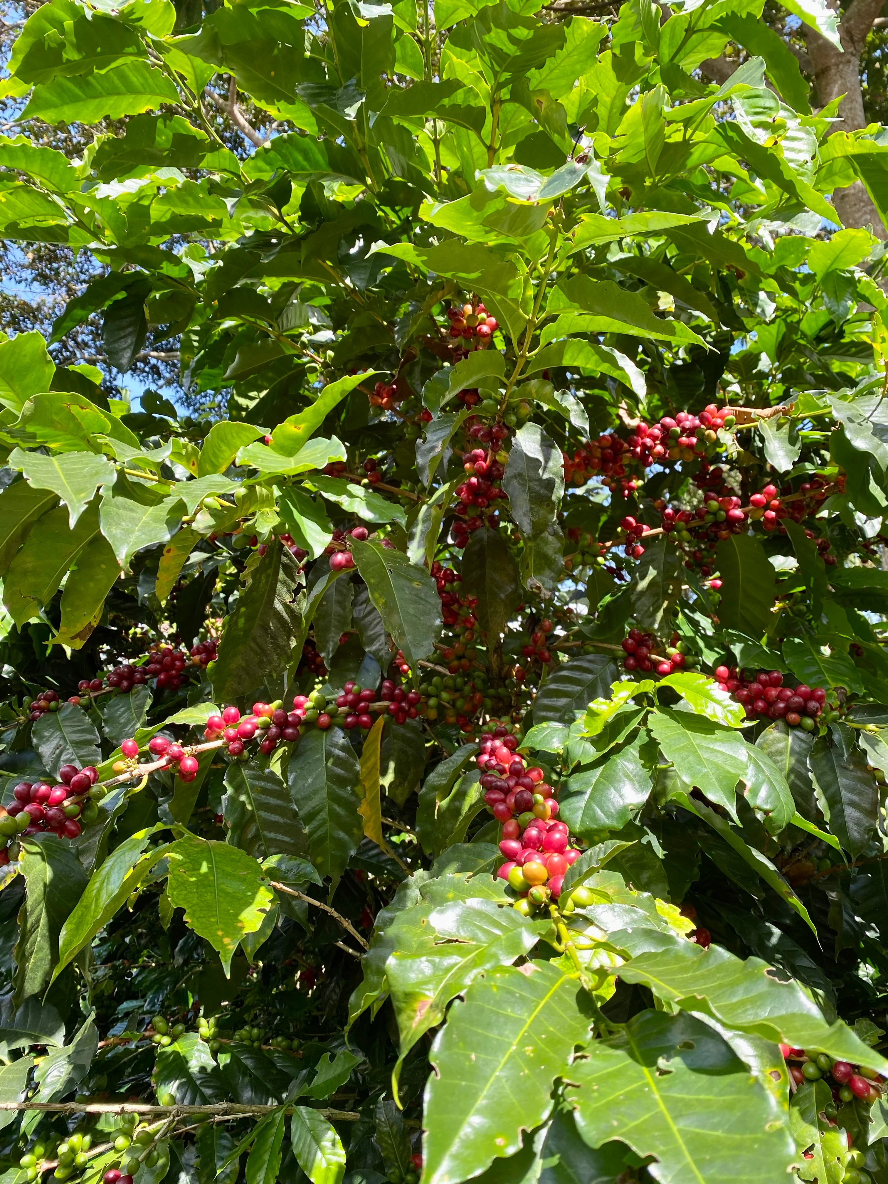 Aquiares. Café De Costa Rica - Image 3