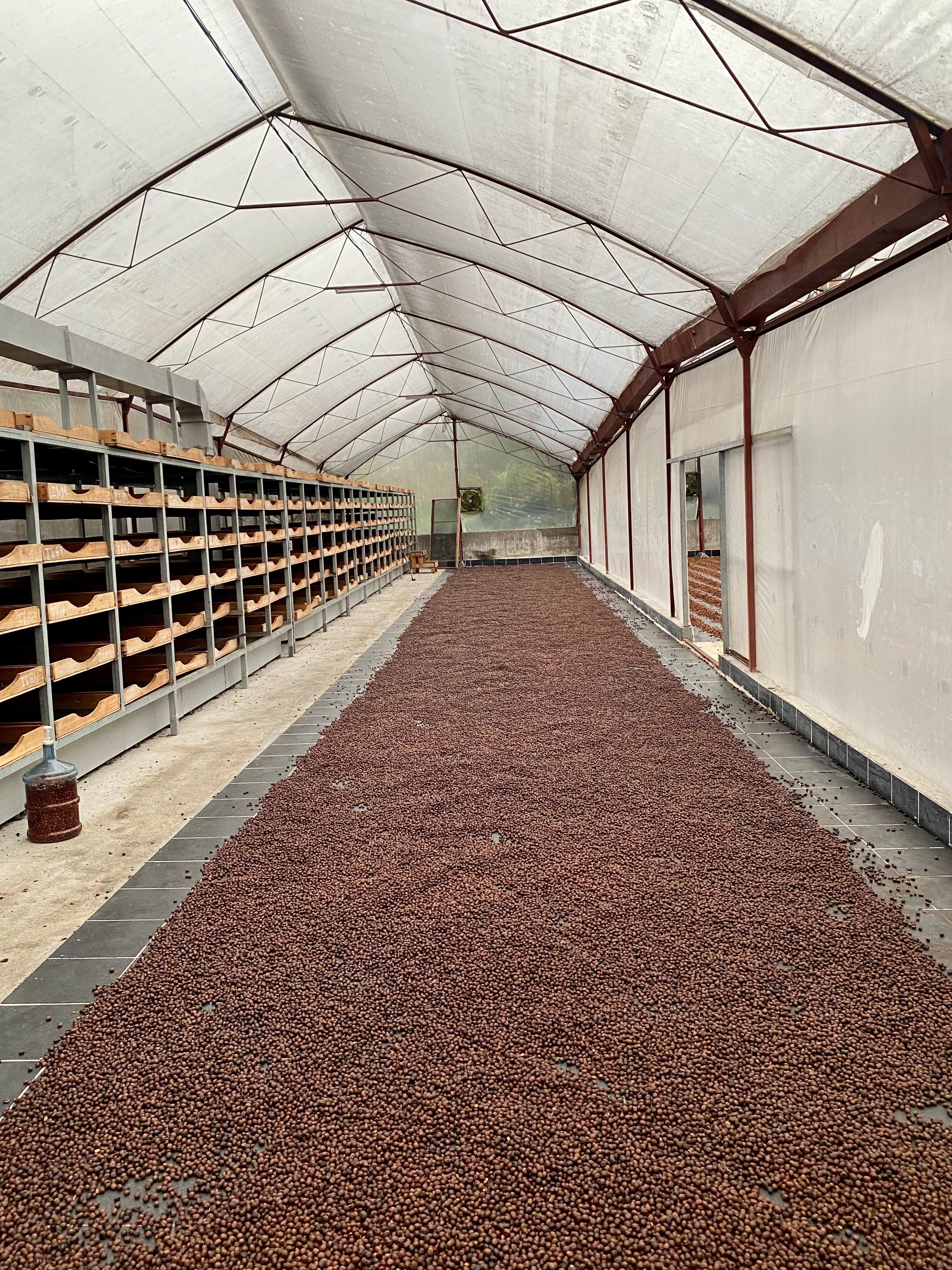Aquiares. Café De Costa Rica - Image 4