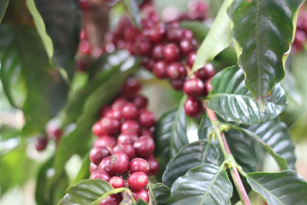 Arias. Cafe de Costa Rica - Image 2