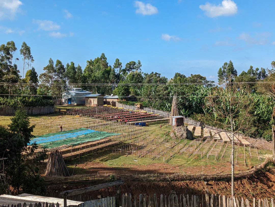 Basha Bekele. Cafe de Etiopia - Image 2