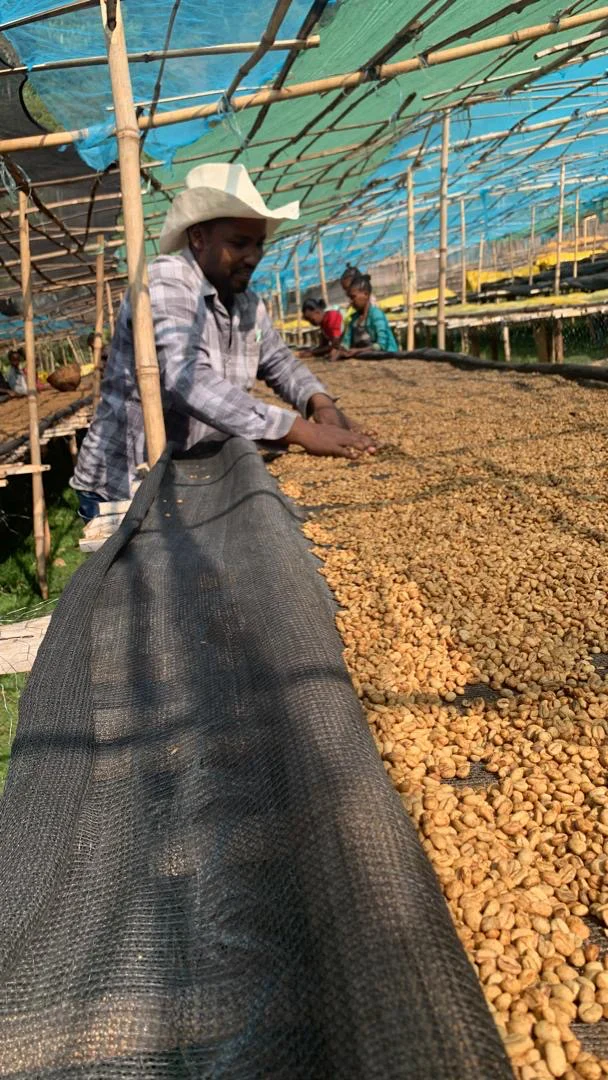 Basha Bekele. Cafe de Etiopia - Image 3
