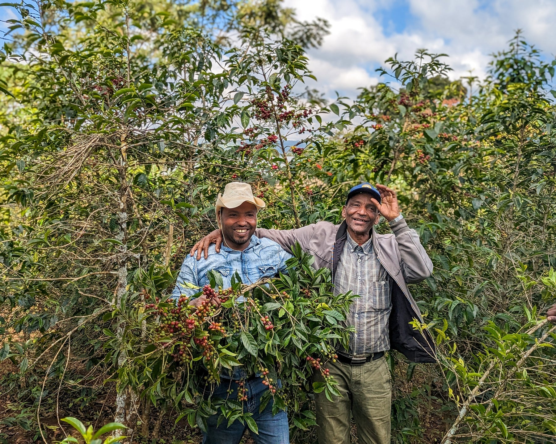 Basha. Cafe de Etiopia - Image 2
