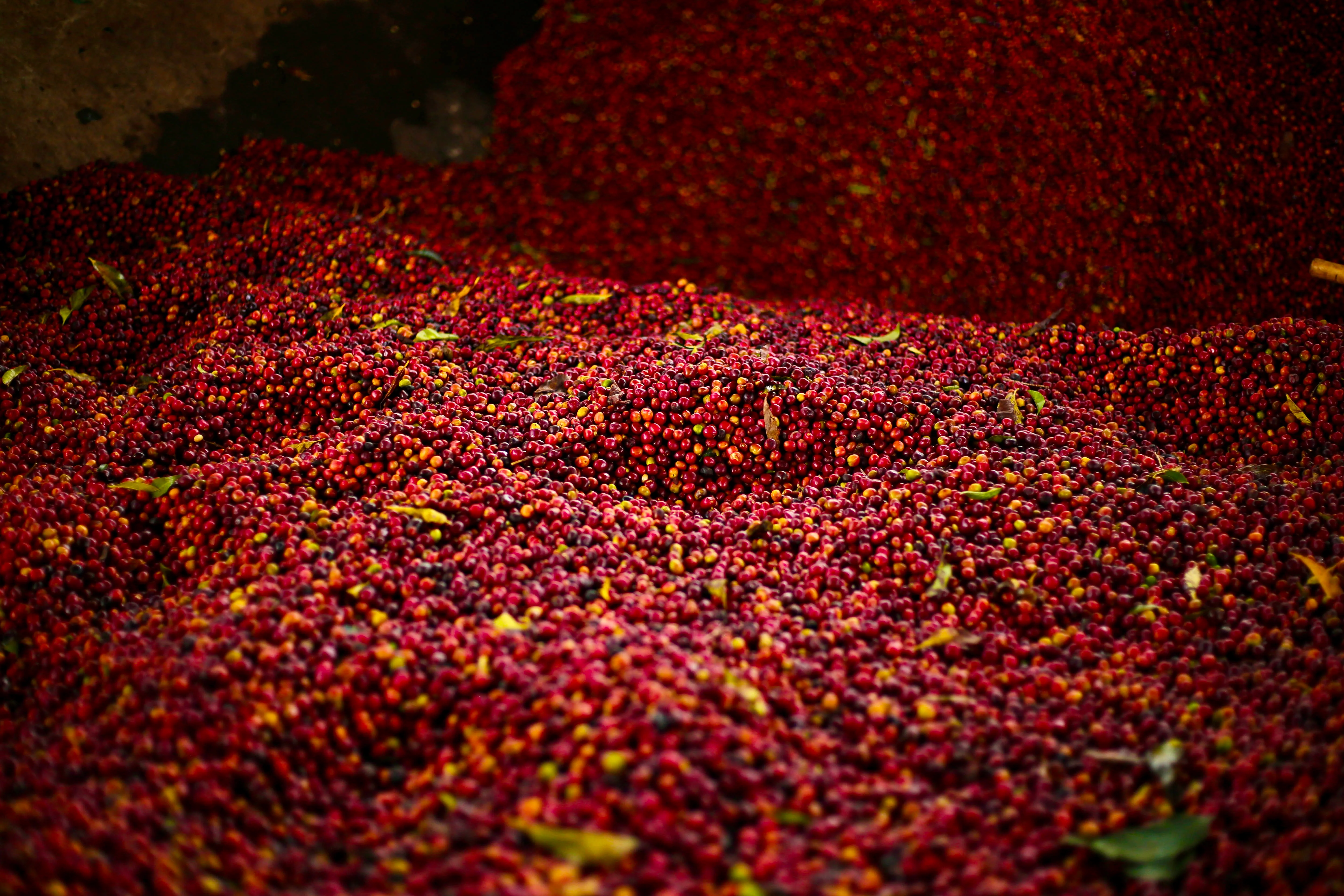 Boku Abel. Café de Etiopía. - Image 2