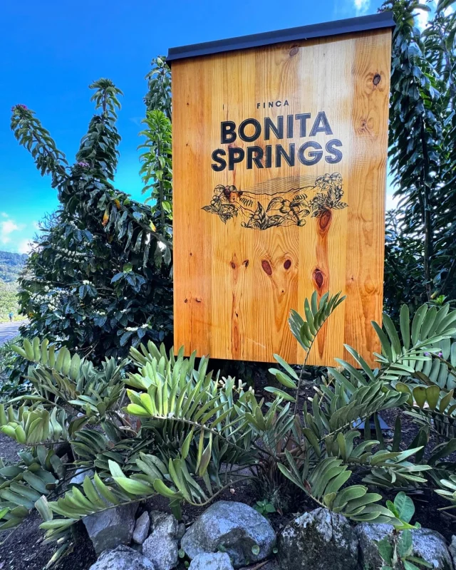 Bonita Sorings. Wush Wush. Café de Panamá - Image 2