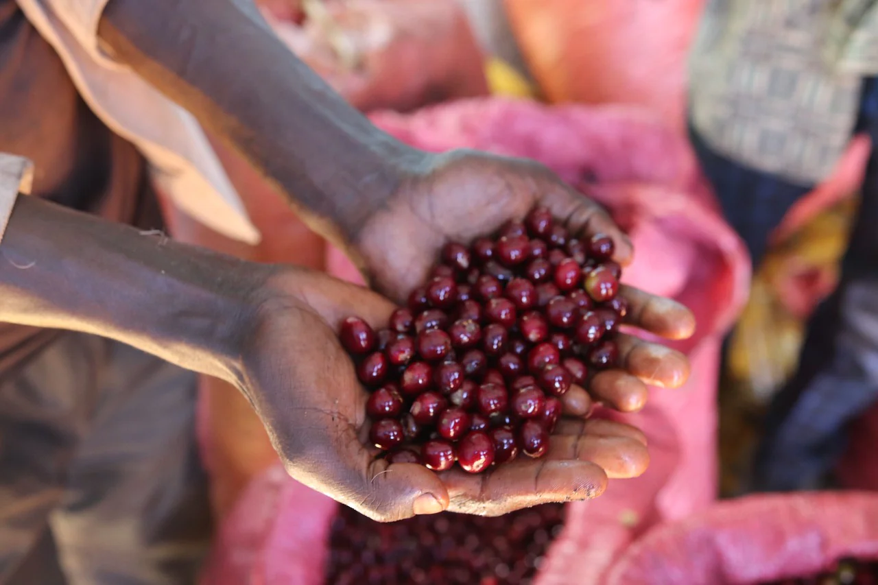 Hambella. Cafe de Etiopia - Image 3