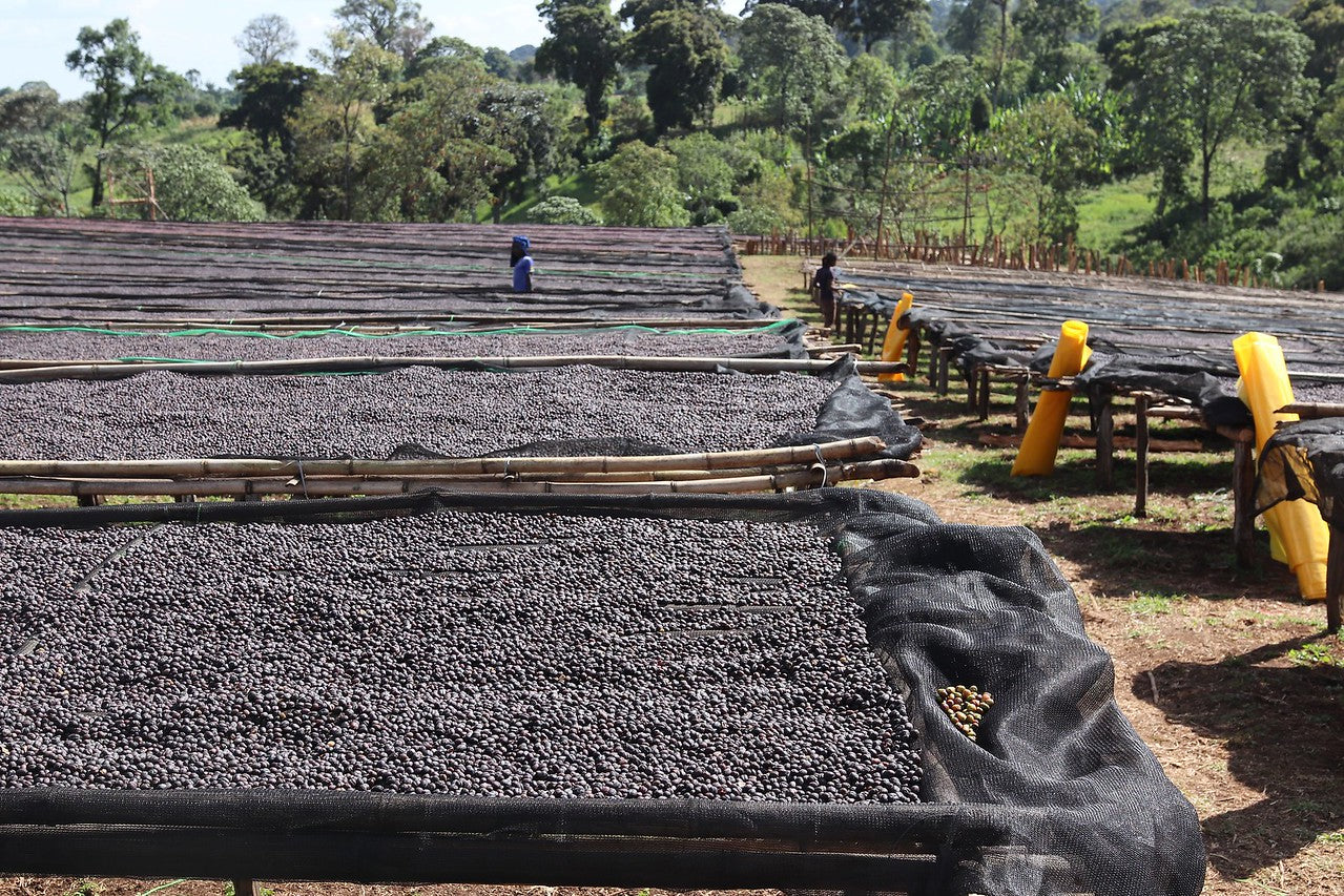 Hambella. Cafe de Etiopia - Image 5