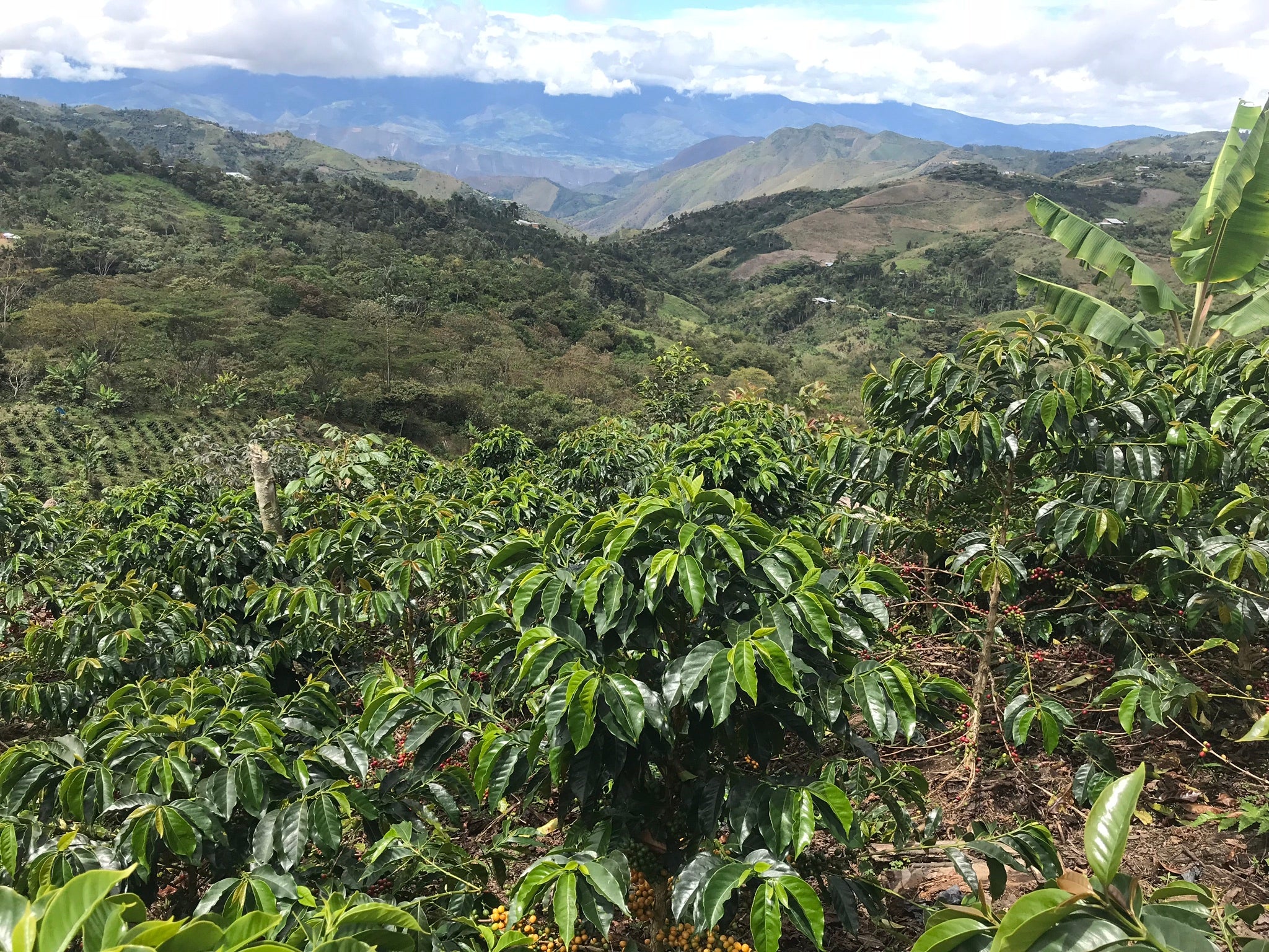 El Barejón. Café de Perú - Image 3