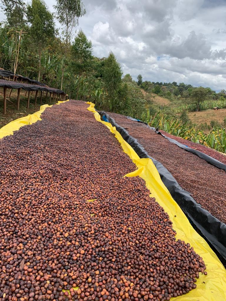 Kunasho Anaeróbico. Café de Etiopía - Image 2