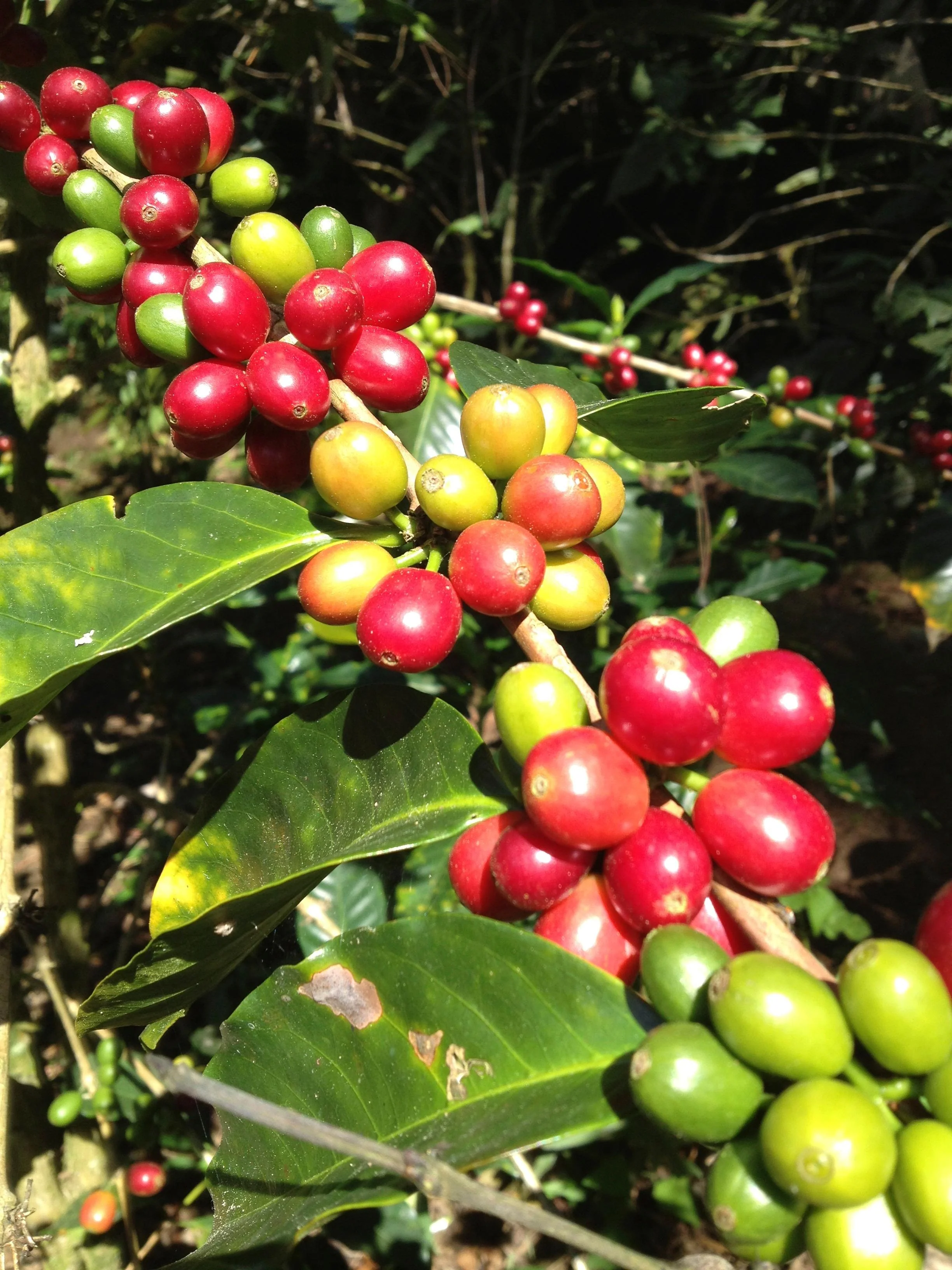 Finca Las Lomas. Café de Honduras. - Image 3