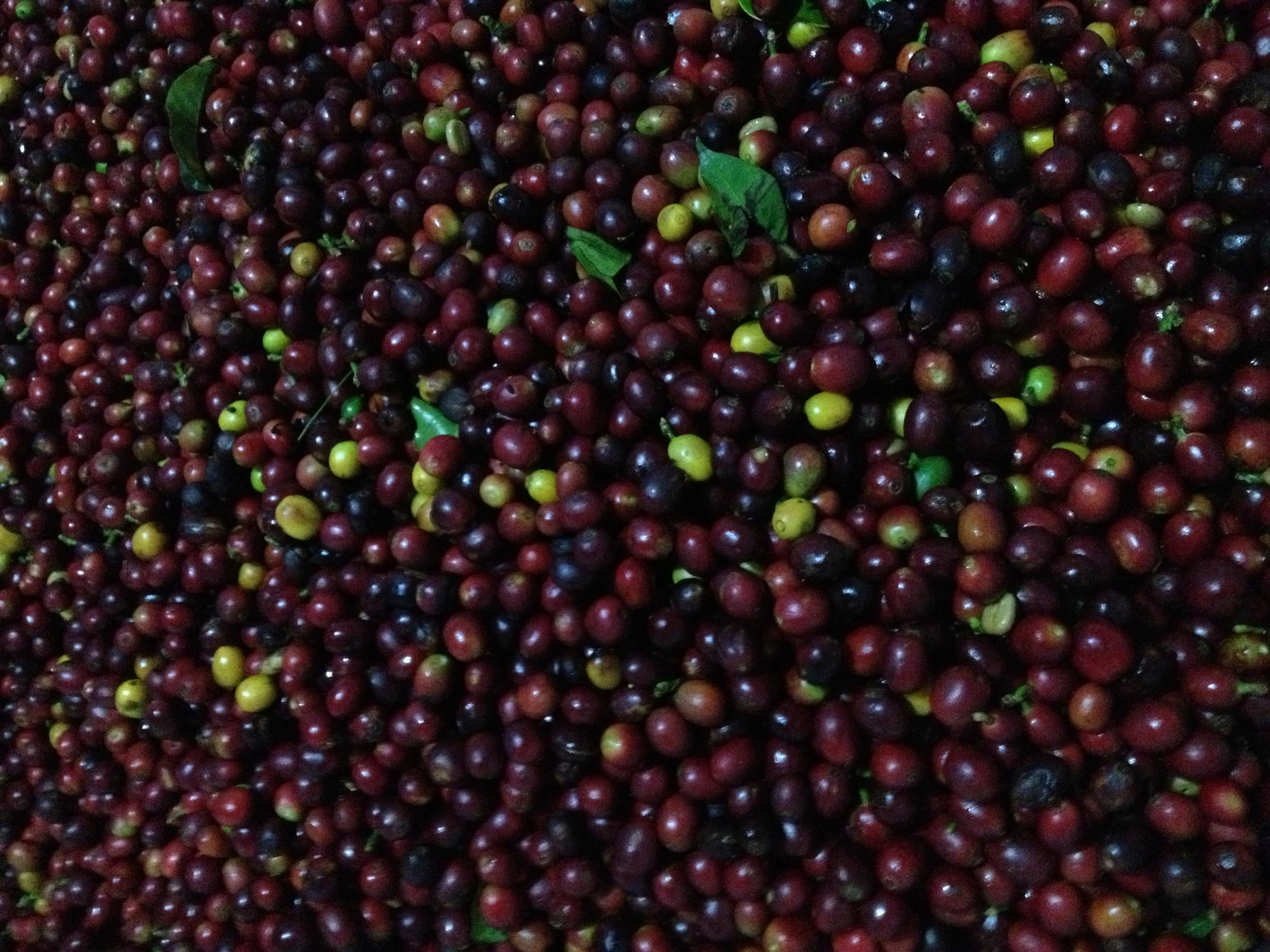 Finca Las Lomas. Café de Honduras. - Image 5