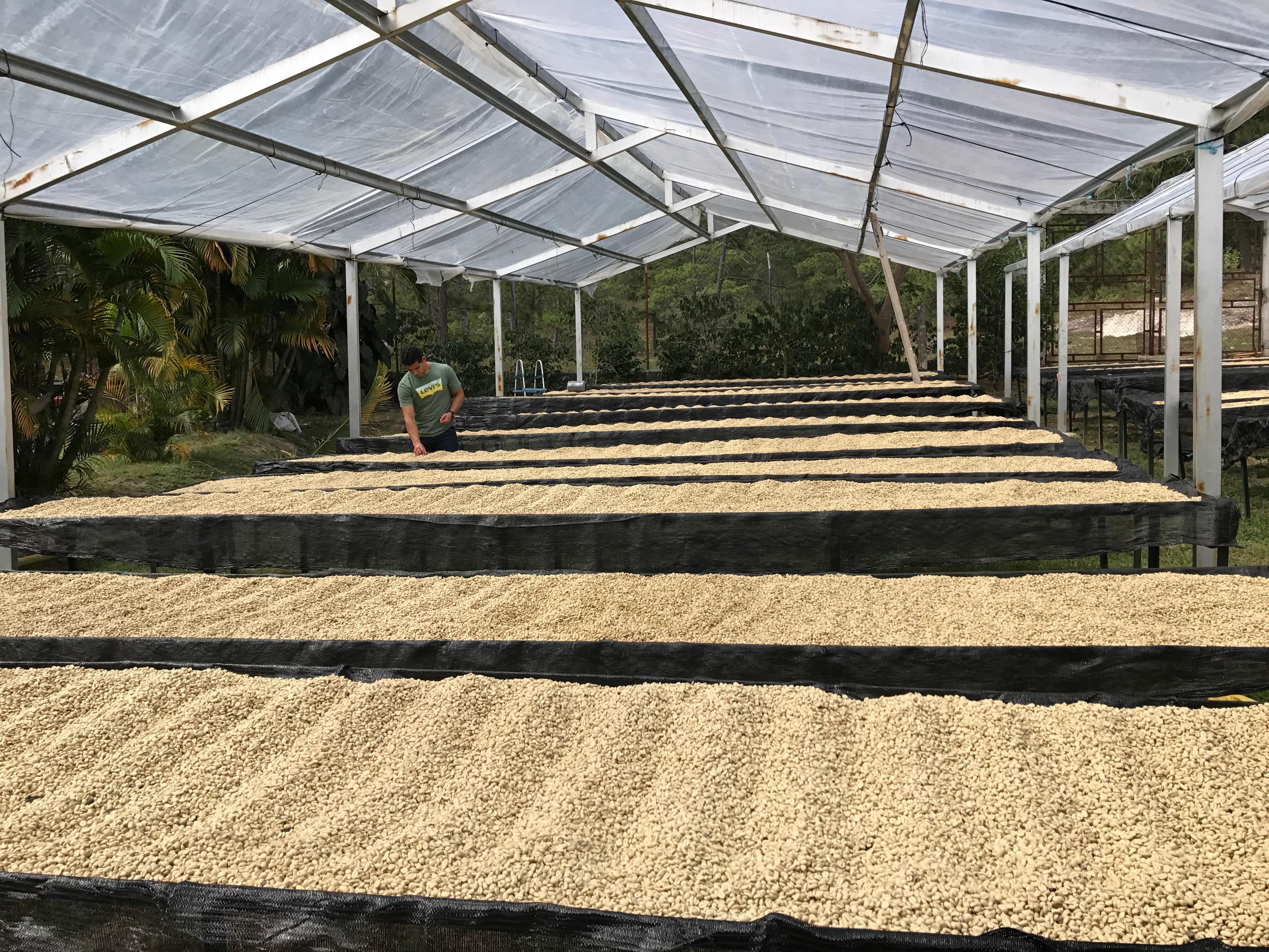 Finca Las Lomas. Café de Honduras. - Image 7