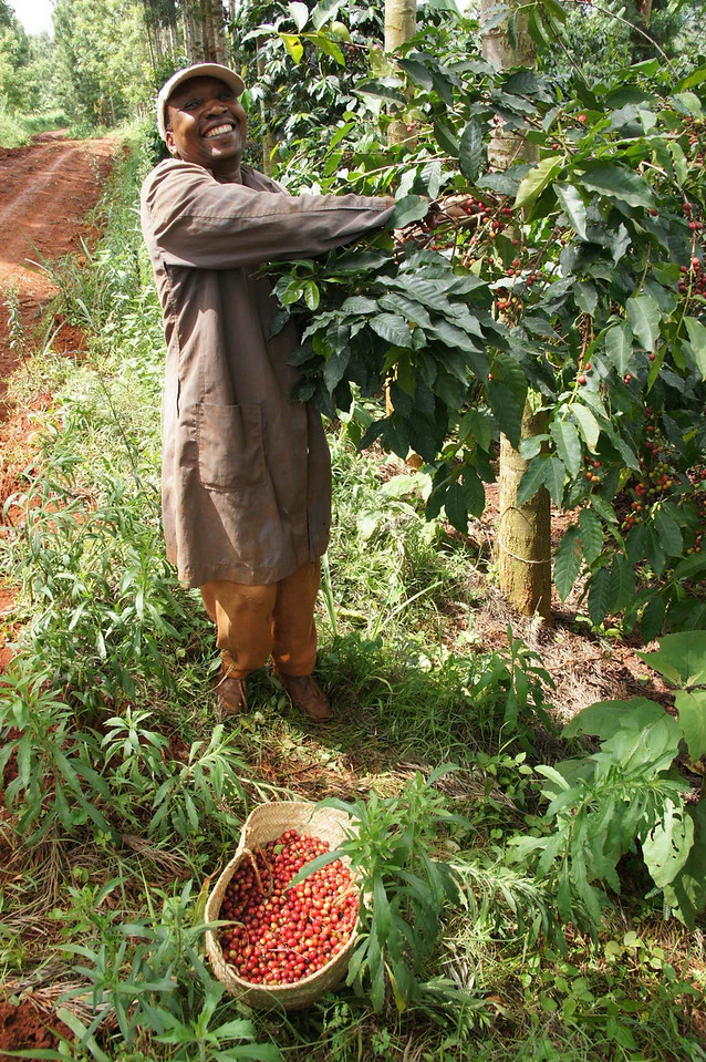 Kiangoi. Café de Kenia - Image 4
