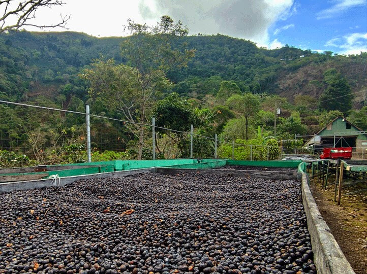 Casa de piedra. Café De Costa Rica - Image 3