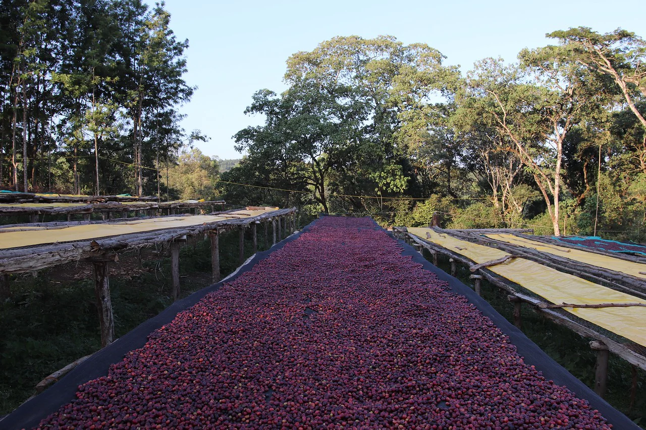Chelbessa LOT#4. Café de Etiopía. - Image 3