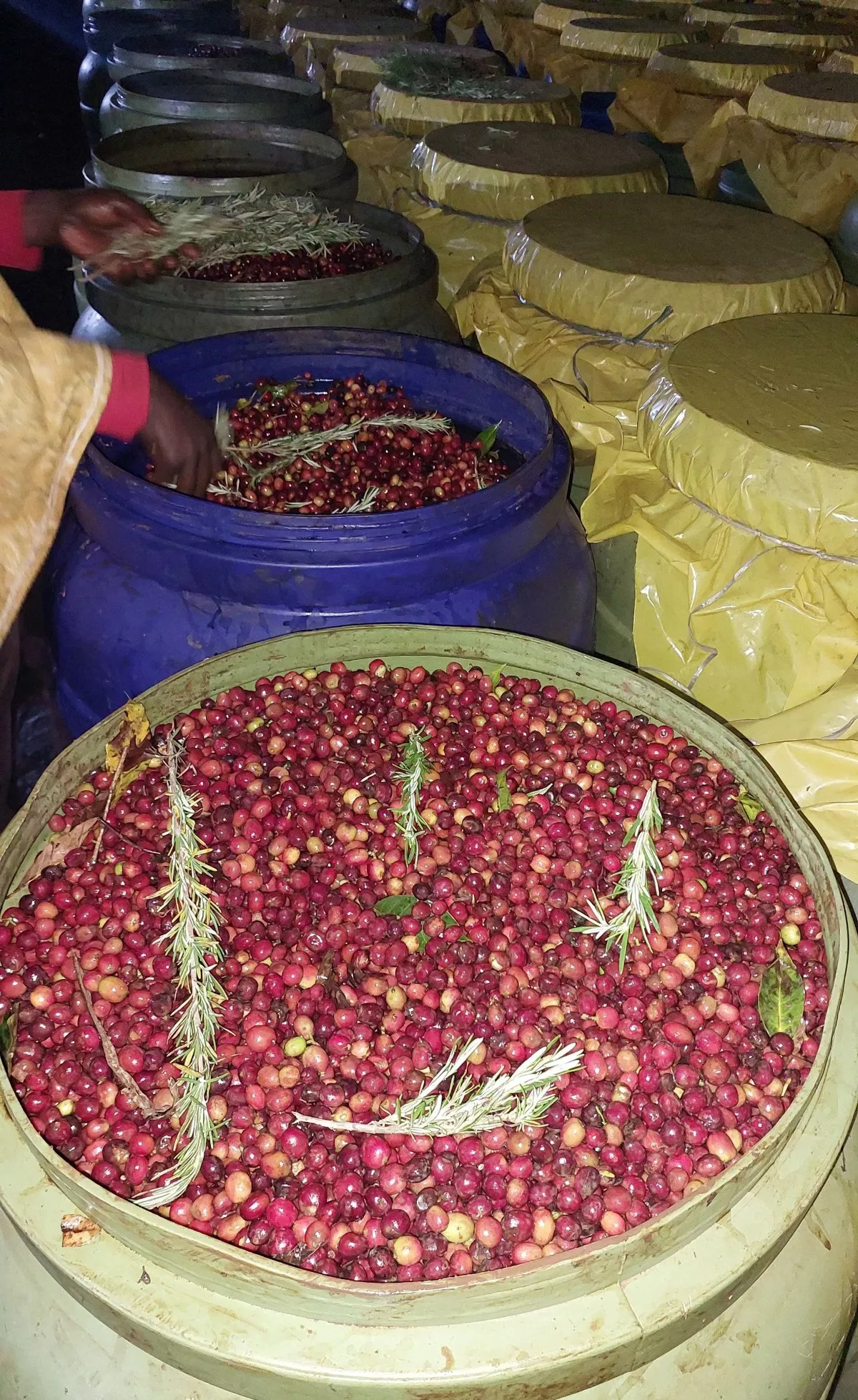 Chelchele Rosemary. Cafe de Etiopia - Image 2