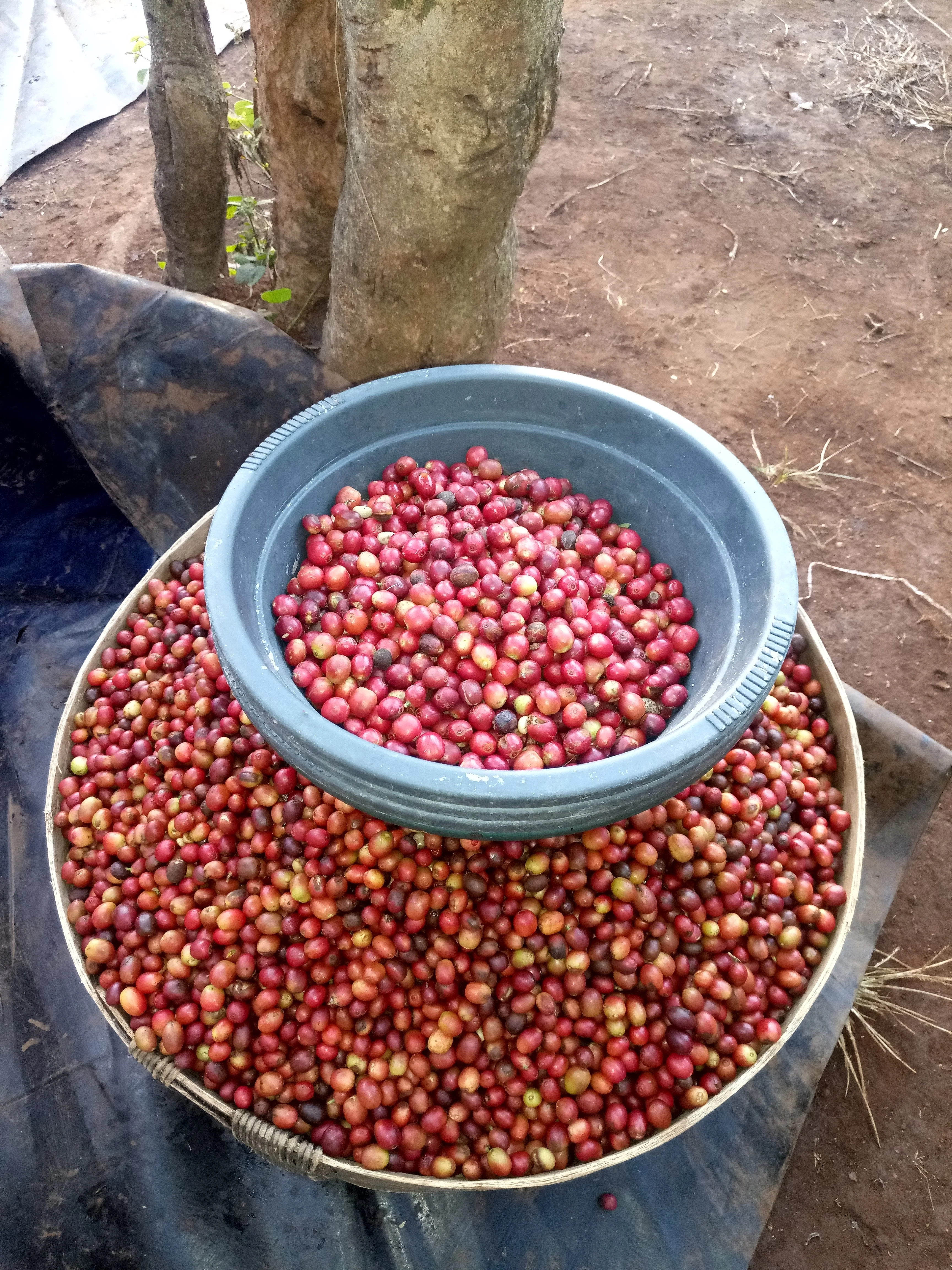 Chimanimani AA. Café de Mozambique. - Image 3