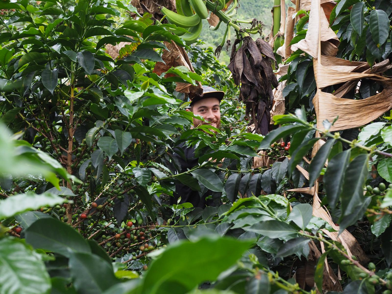 Coffeelipe. Café de Colombia - Image 2