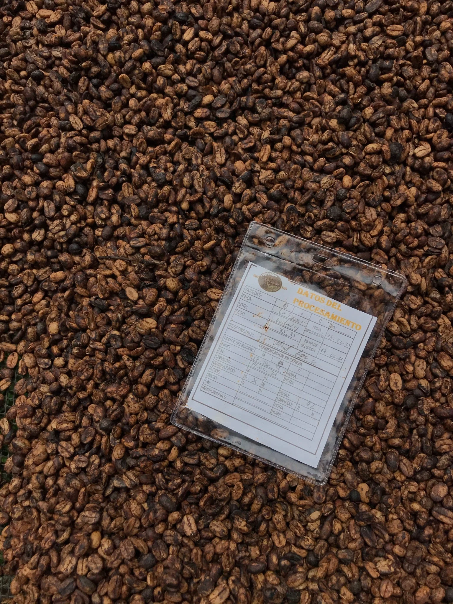 Puerto Alegre. Maceración Carbónica. Café de Colombia - Image 7