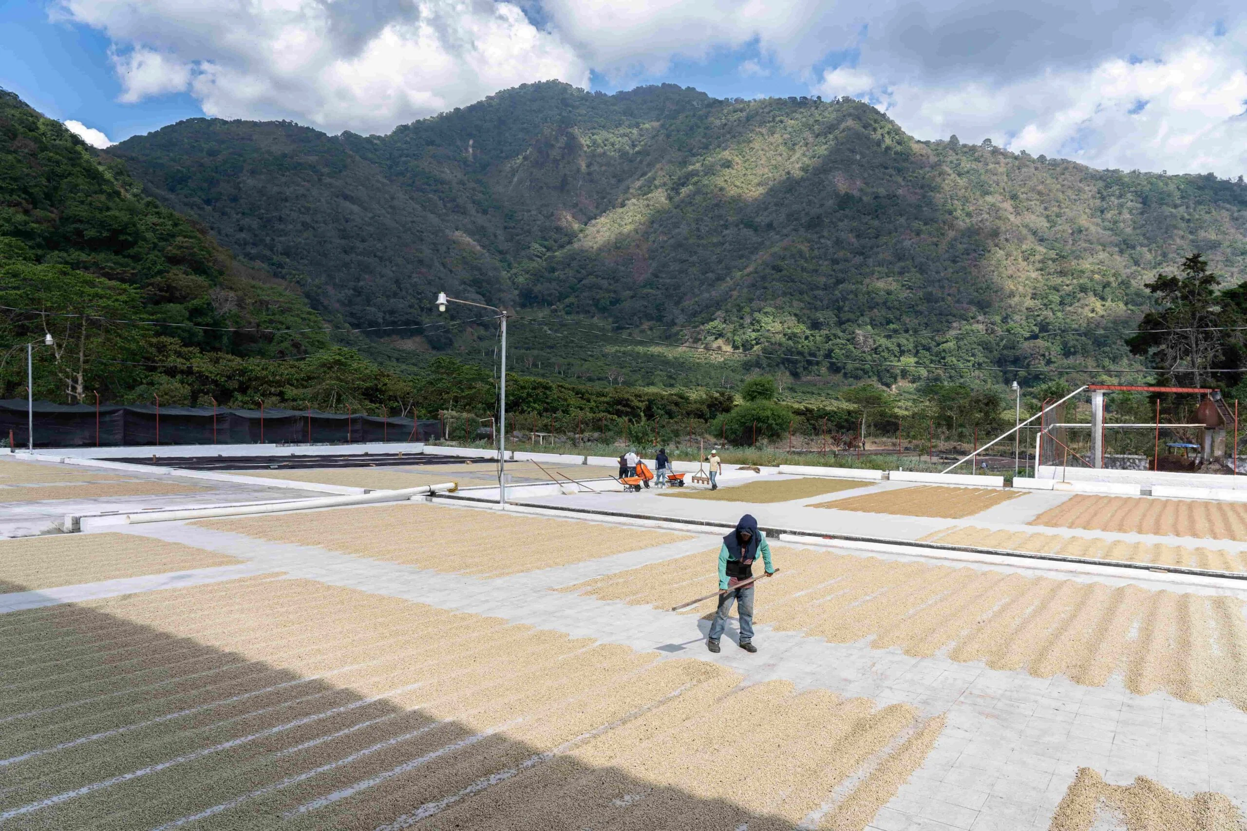 Pampojila. Cafe De Guatemala - Image 3