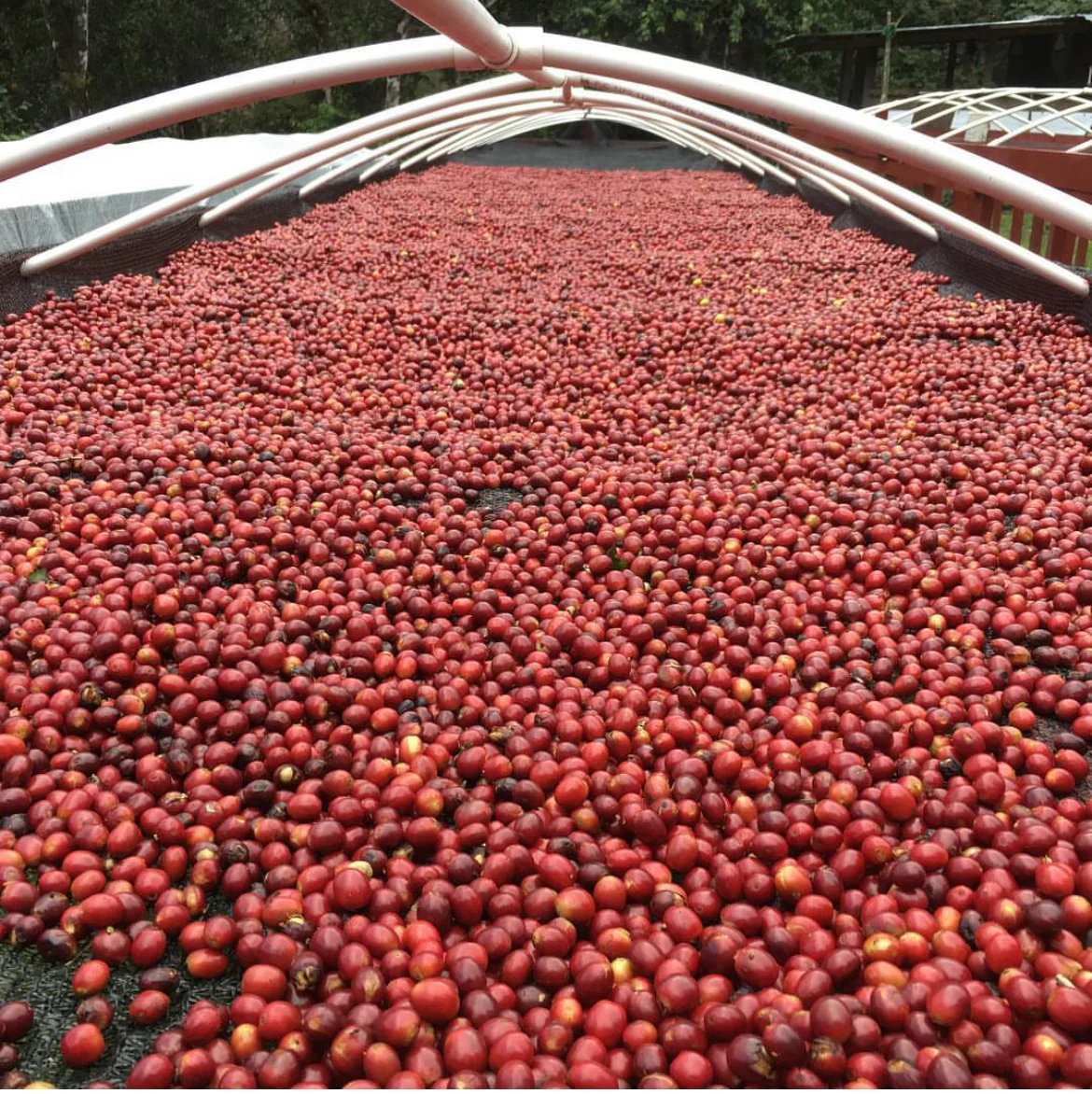 Damarli Estate. Café De Panama - Image 3