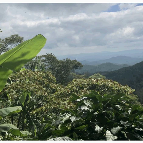 El Bosque. Cafe De Nicaragua - Image 4