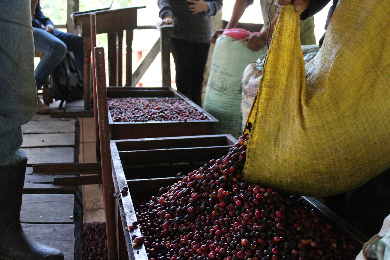 El Buho Anaerobic. Cafe De Guatemala - Image 3