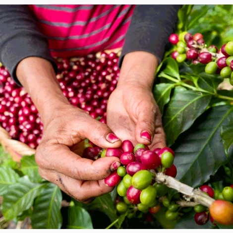 El Cedro . Cafe De Nicaragua - Image 2