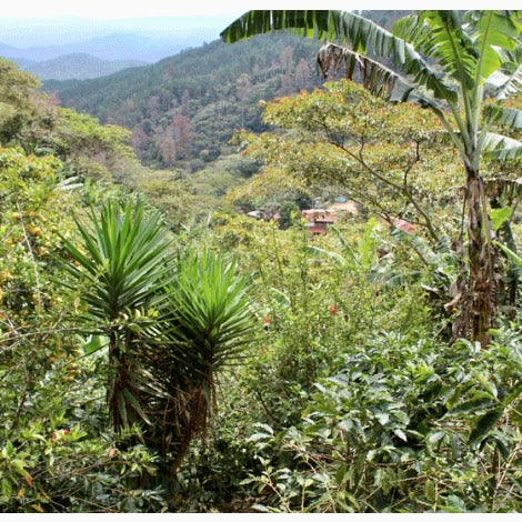 El Cedro . Cafe De Nicaragua - Image 3