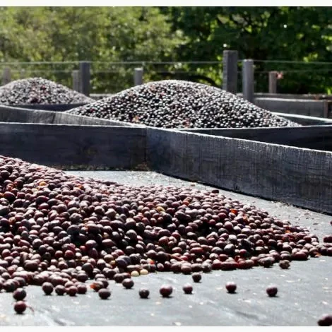 El Cedro . Cafe De Nicaragua - Image 4