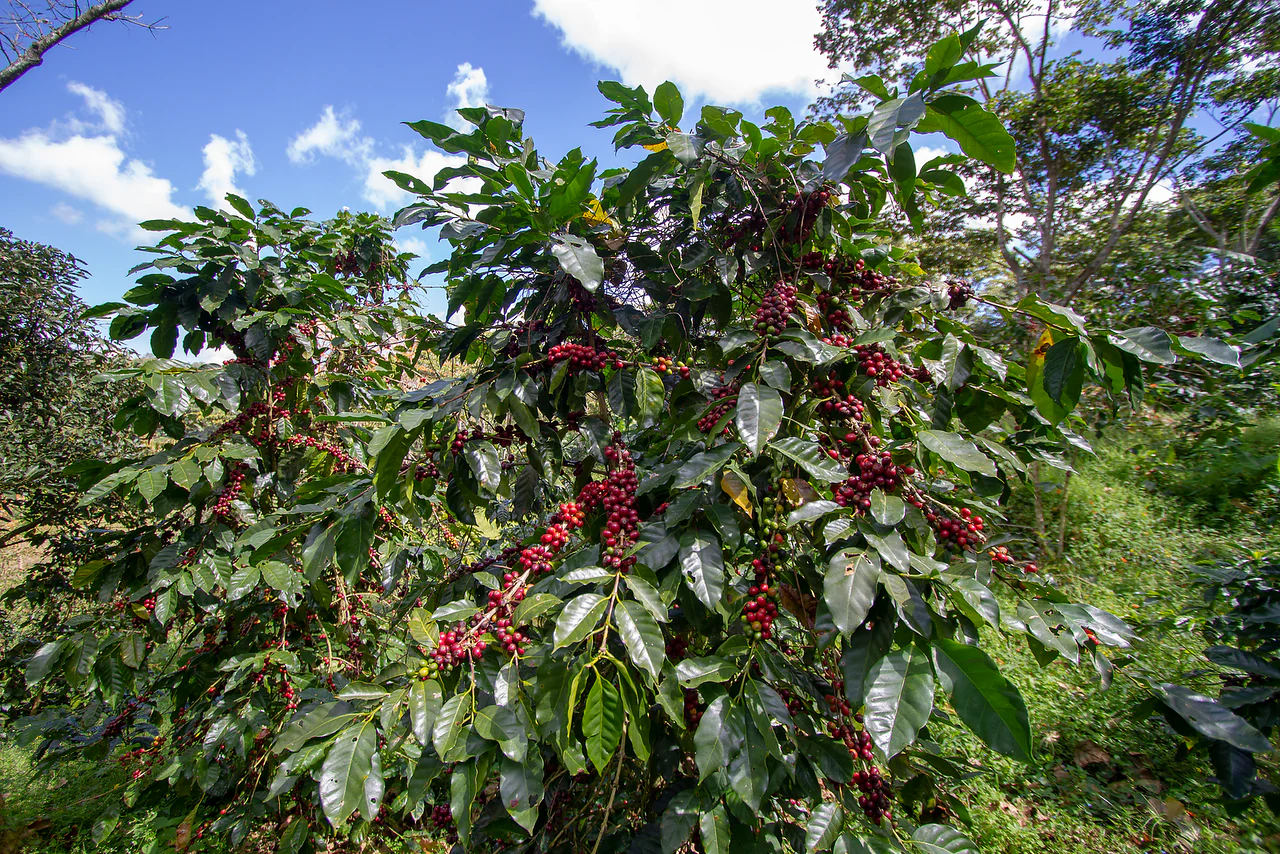 El Cipres. Cafe de Nicaragua - Image 3