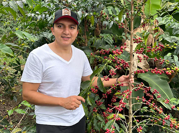 El Diviso. Café de Colombia - Image 2