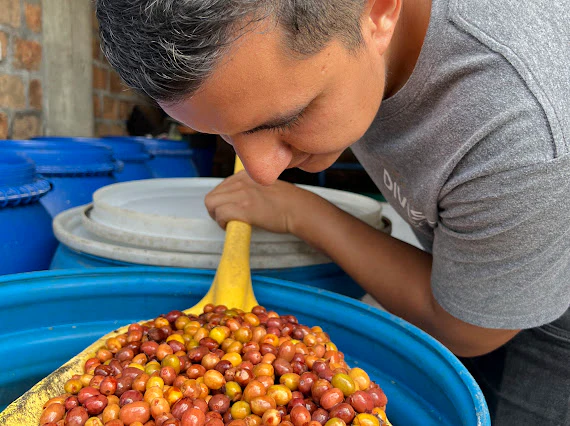 El Diviso. Café de Colombia - Image 3