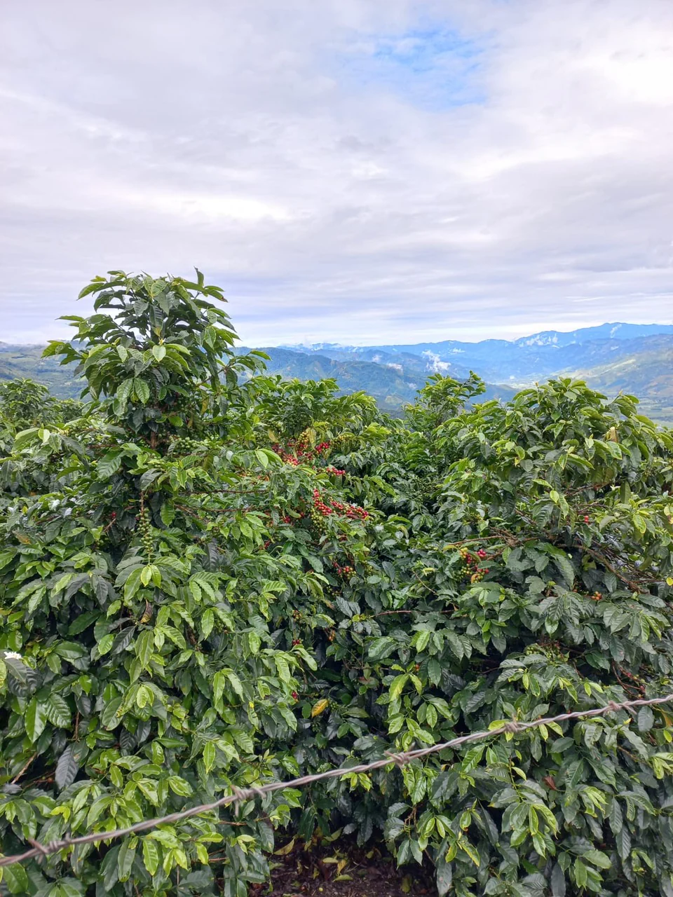 El Embrujo Anaerobic. Café de Colombia. - Image 2
