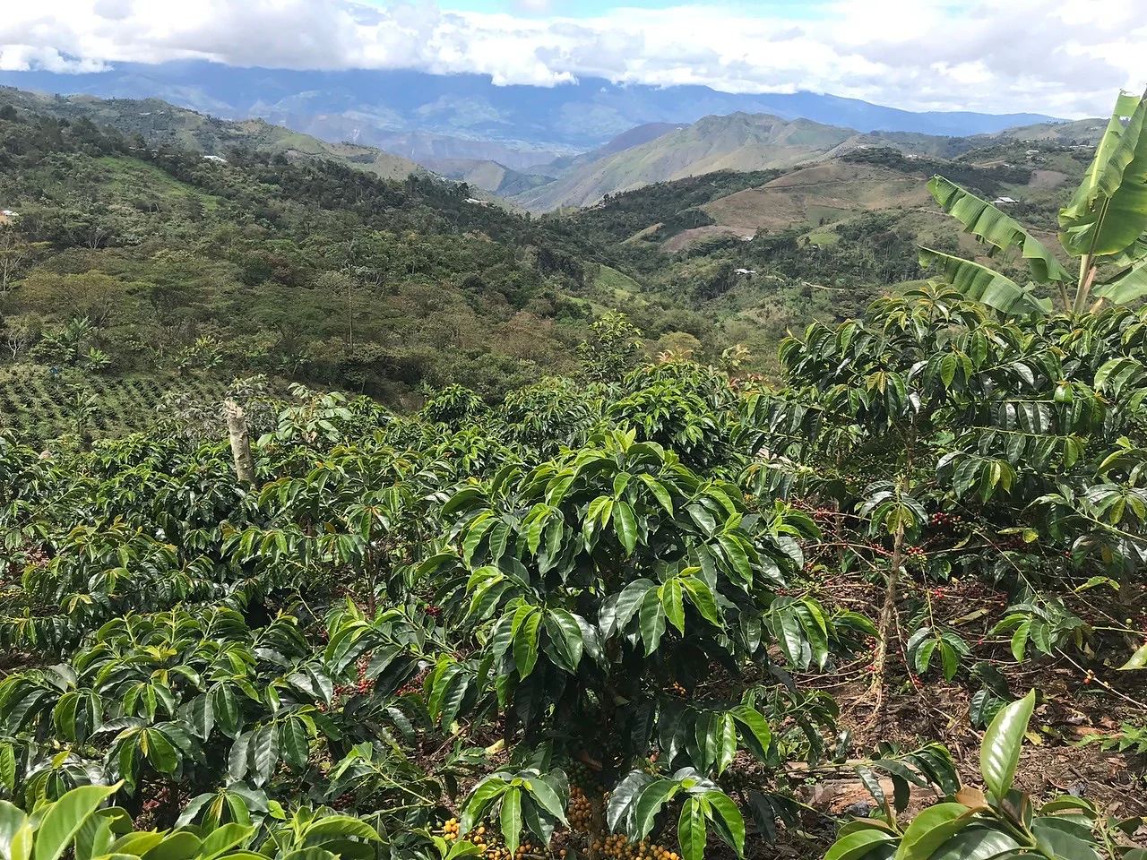El Frutal. Café De Peru - Image 2