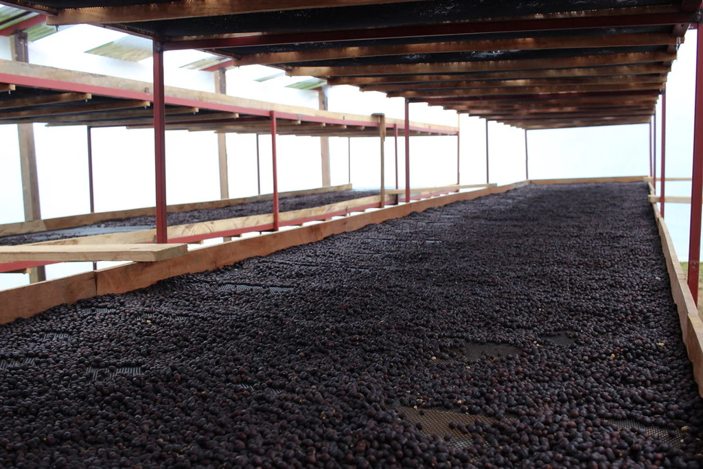 El Frutal. Café De Peru - Image 4