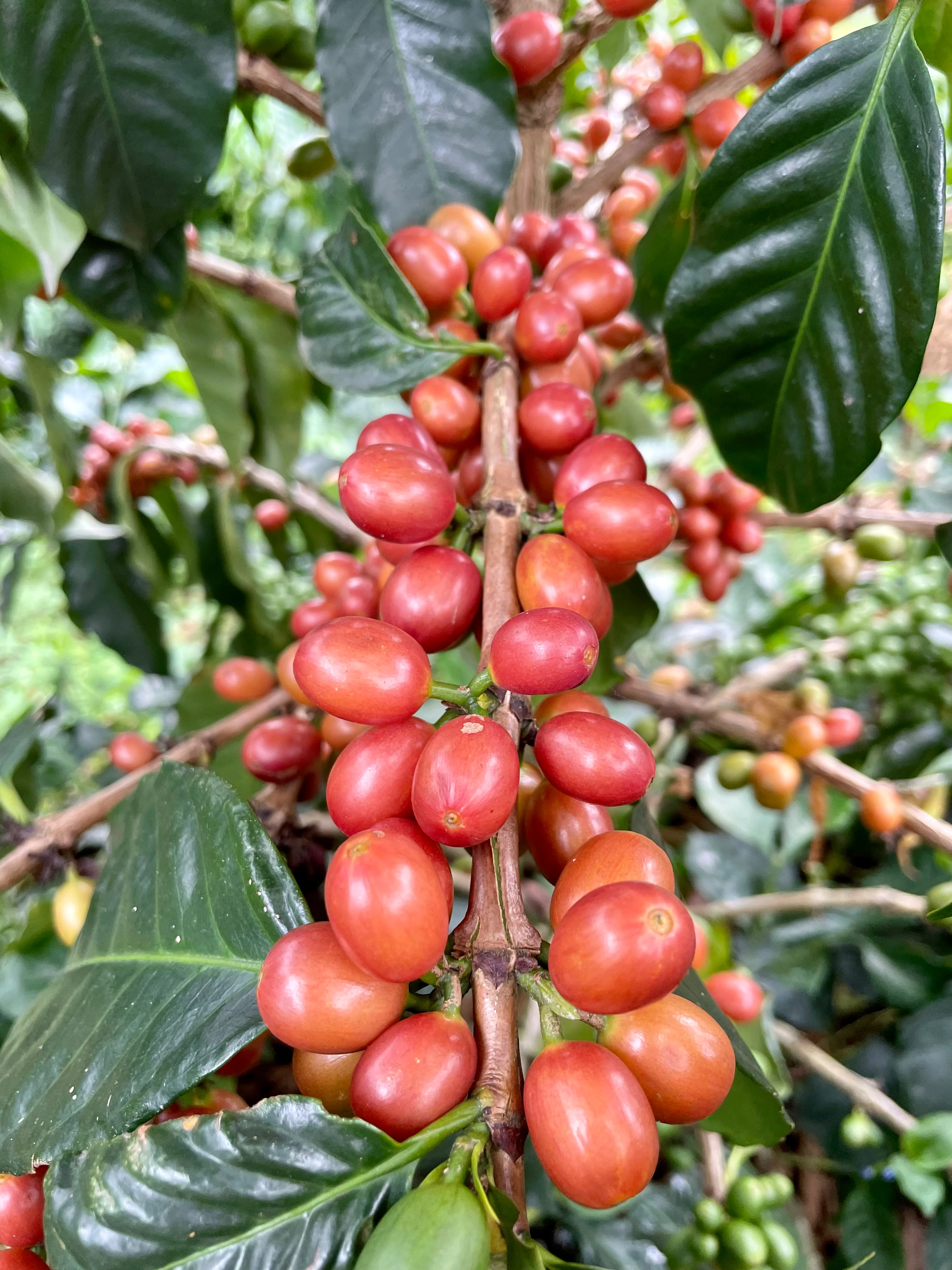 El Placer. Pink Fruits. Café de Colombia - Image 3