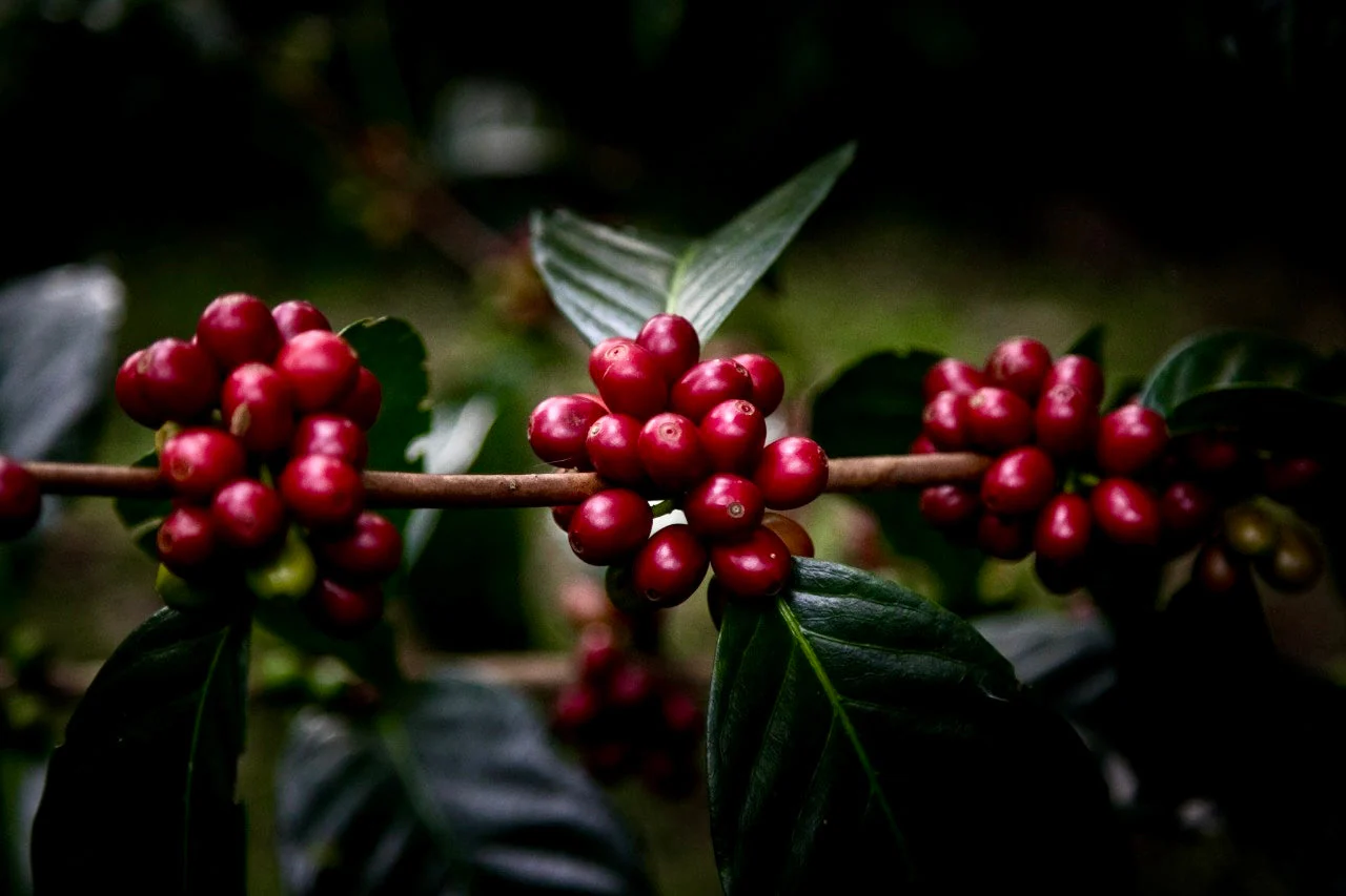 El Placer Red Fruit. Café de Colombia - Image 2