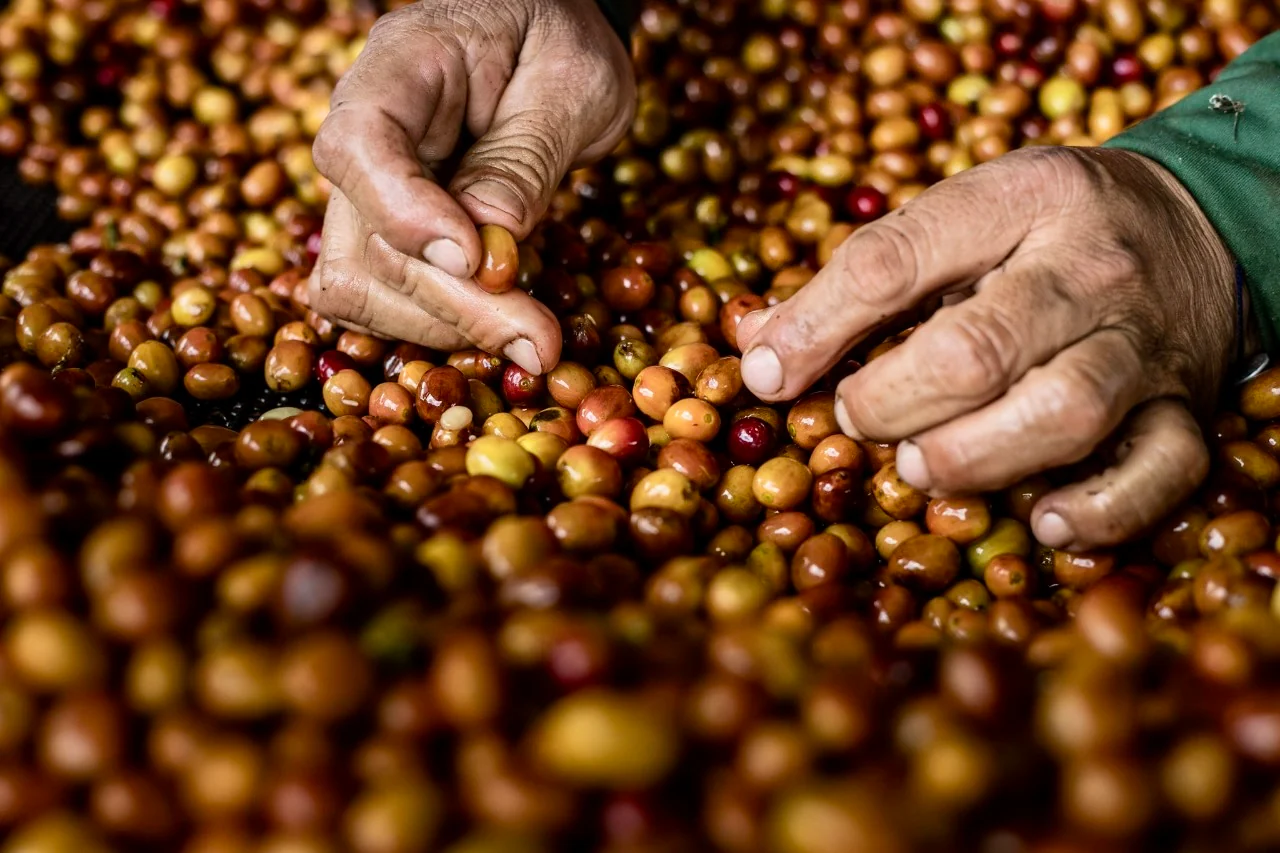 El Placer yellow fruit. Café de Colombia - Image 3