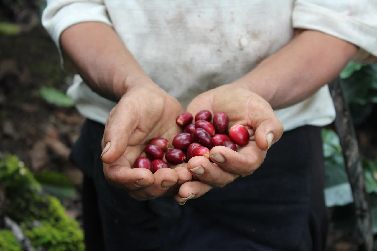 El Plan. Cafe De Honduras - Image 2