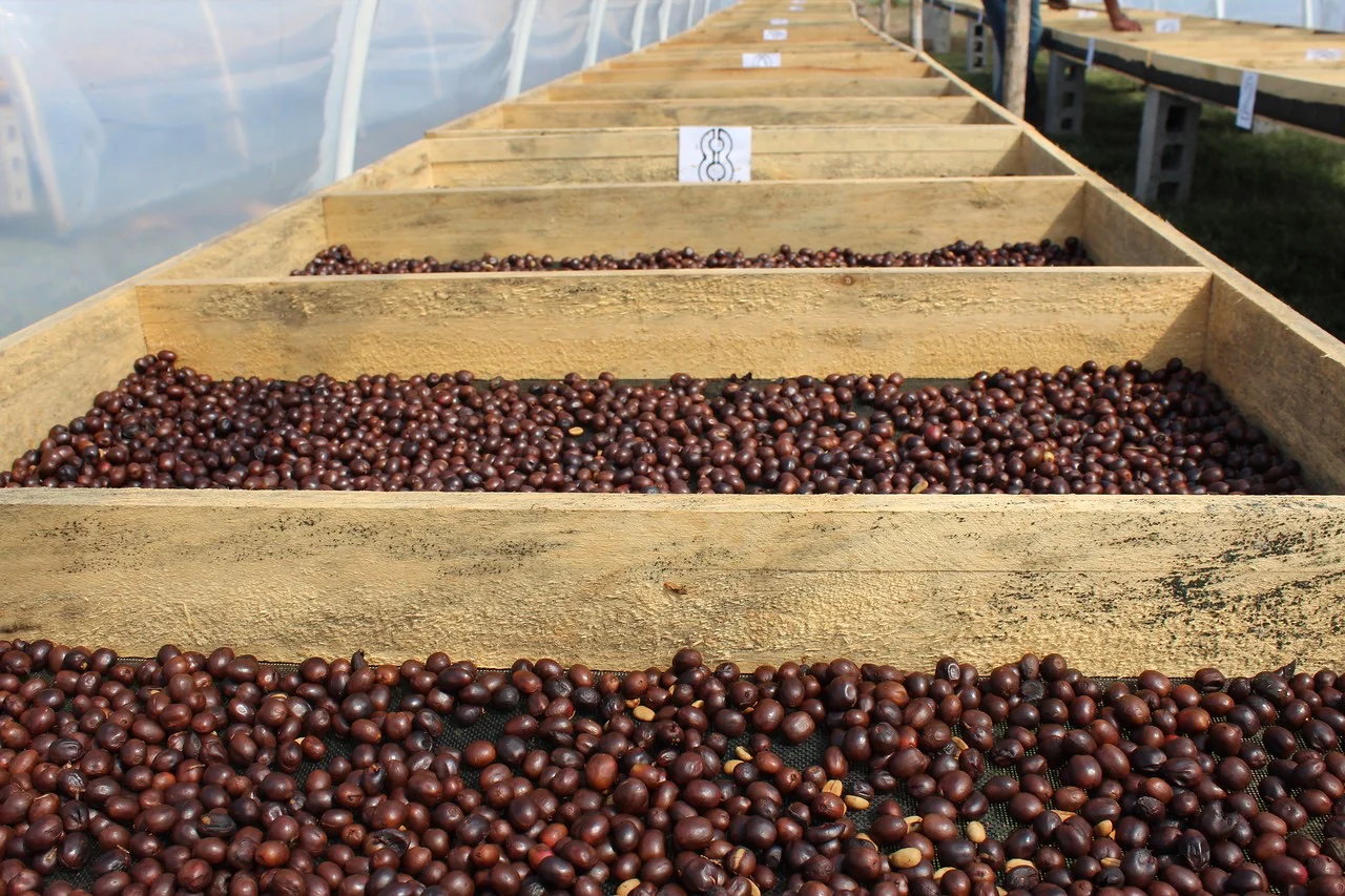 El Triunfo. Café de Honduras. - Image 2
