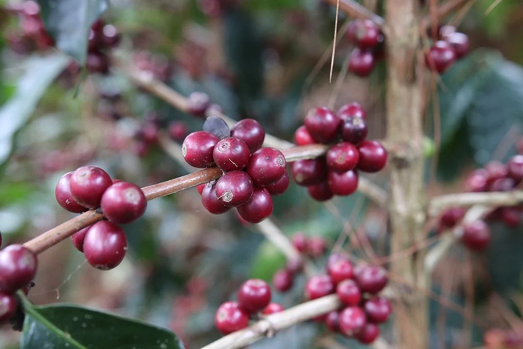 El Triunfo. Café de Honduras. - Image 3