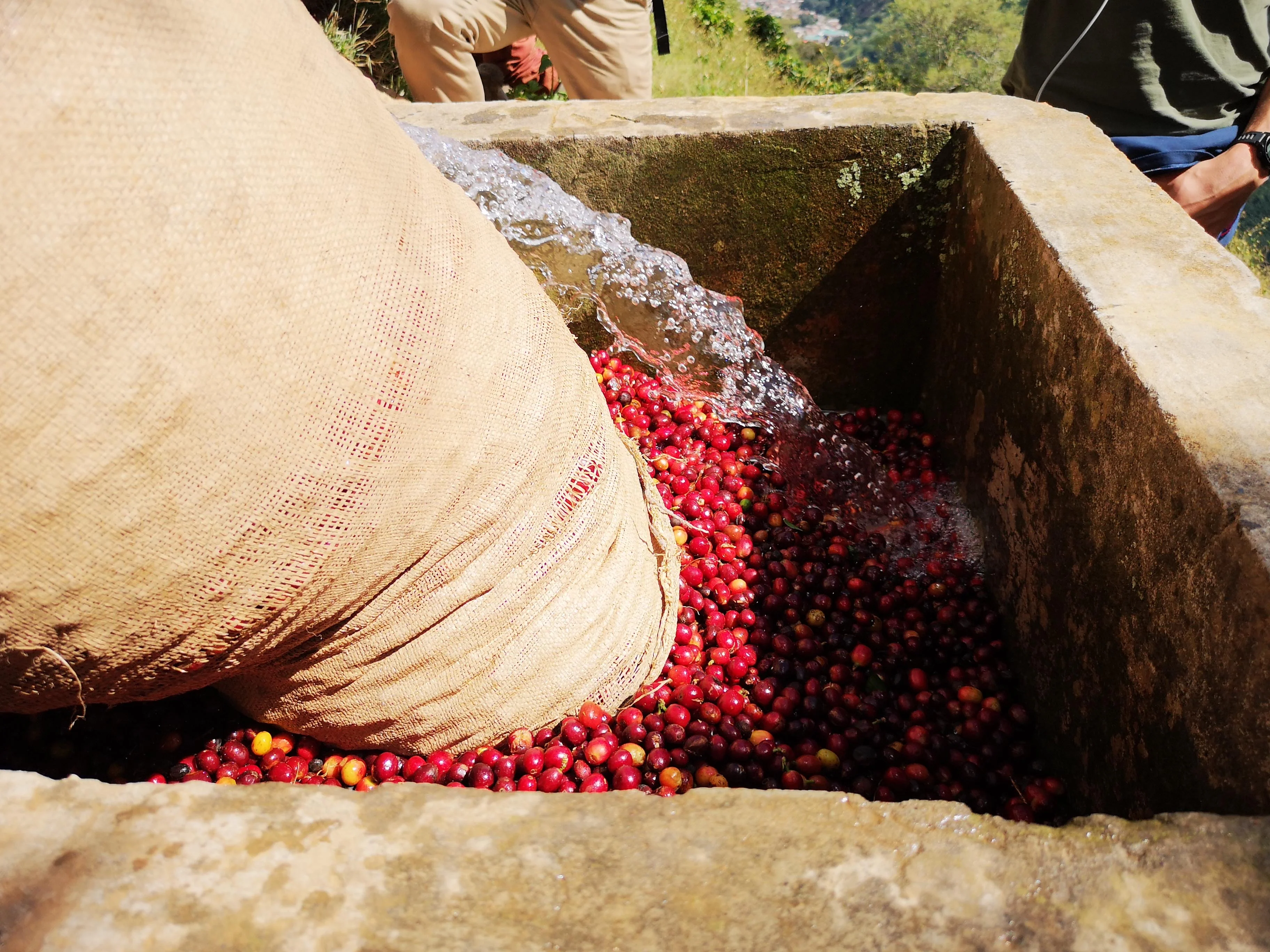 El Encanto. Extended Fermentation Natural . Café de Colombia - Image 3