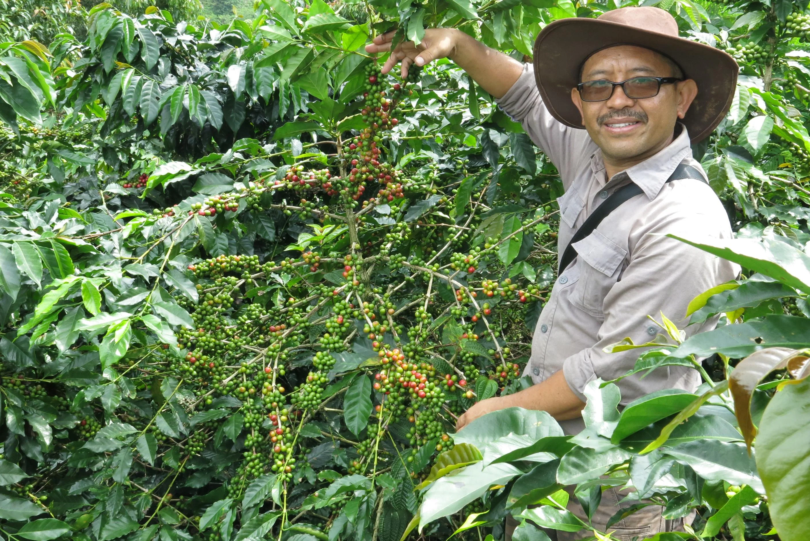 Frinsa Estate . Cafe De Indonesia - Image 2