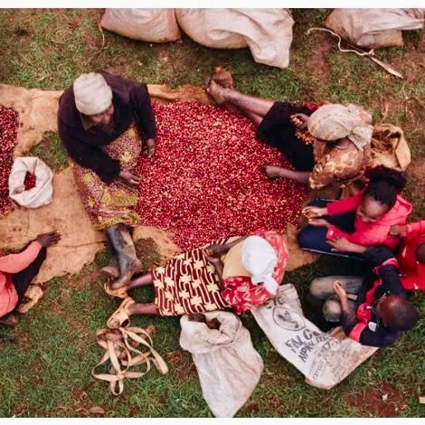 Gakundu  AA. Café de Kenia - Image 5