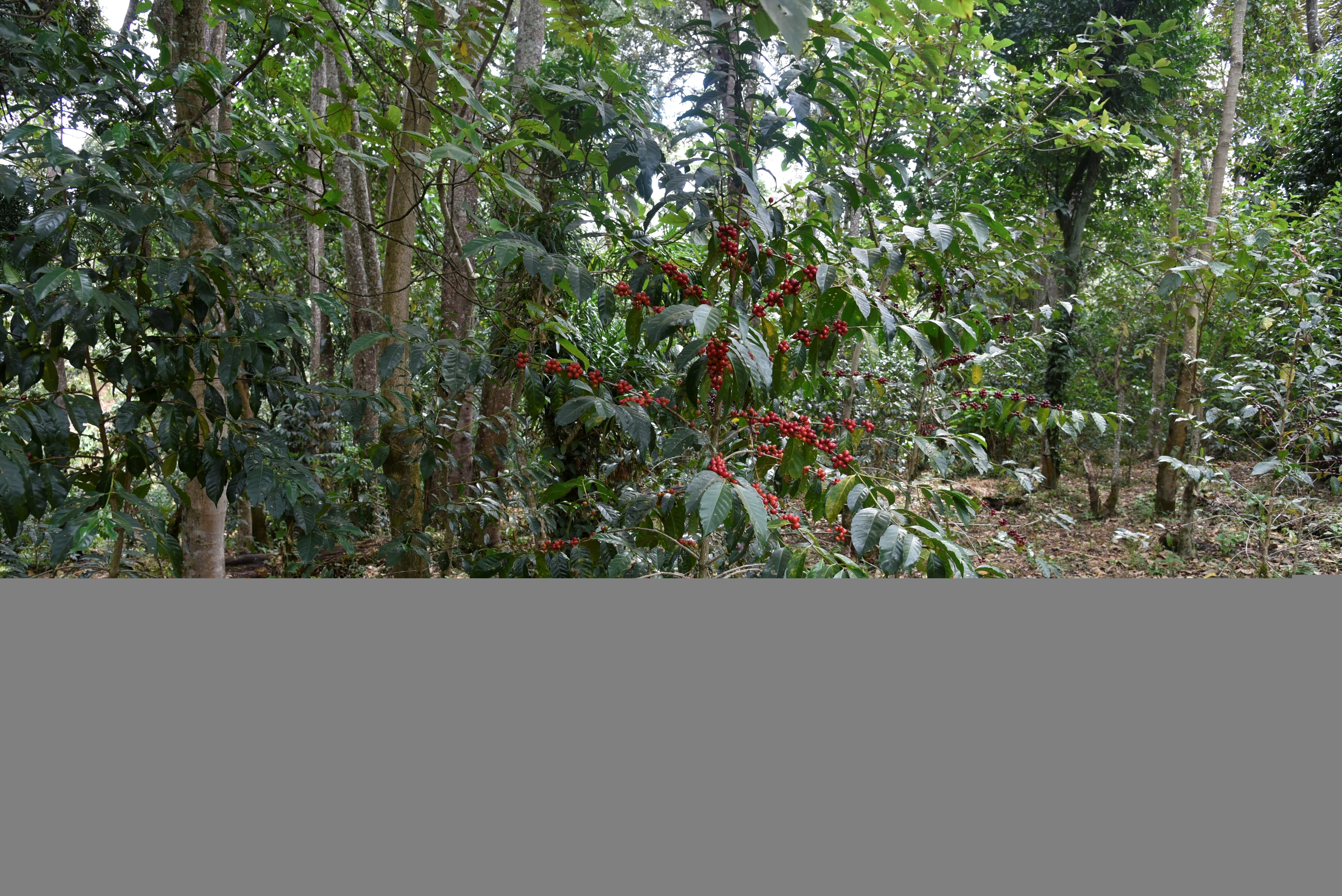 Gerba Dogo. Cafe de Etiopia - Image 2